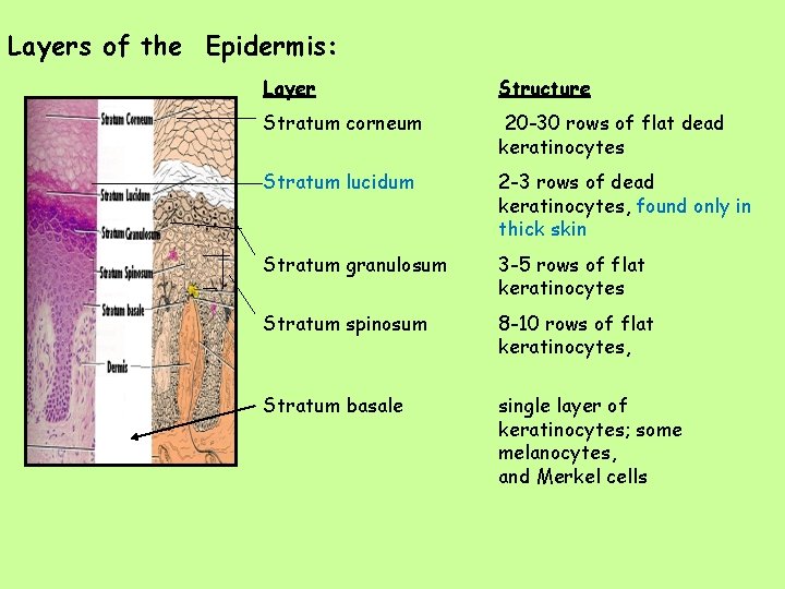 Layers of the Epidermis: Layer Structure Stratum corneum 20 -30 rows of flat dead