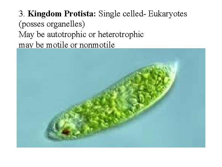 3. Kingdom Protista: Single celled- Eukaryotes (posses organelles) May be autotrophic or heterotrophic may