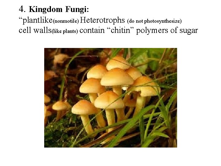 4. Kingdom Fungi: “plantlike(nonmotile) Heterotrophs (do not photosynthesize) cell walls(like plants) contain “chitin” polymers