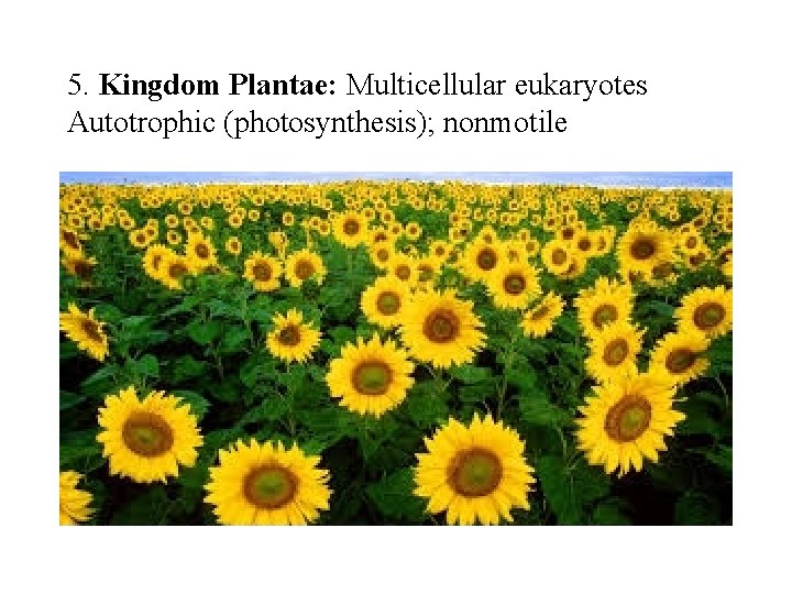 5. Kingdom Plantae: Multicellular eukaryotes Autotrophic (photosynthesis); nonmotile 