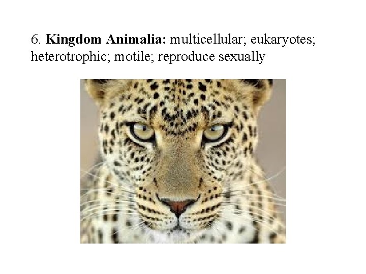 6. Kingdom Animalia: multicellular; eukaryotes; heterotrophic; motile; reproduce sexually 