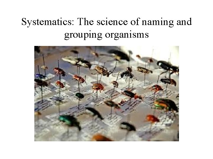 Systematics: The science of naming and grouping organisms 