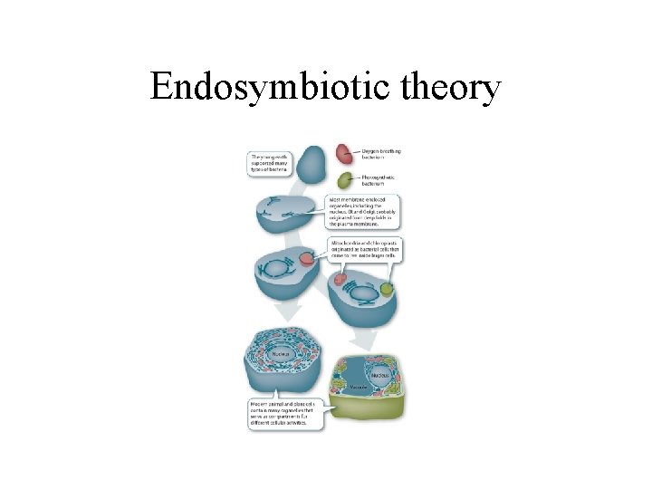 Endosymbiotic theory 