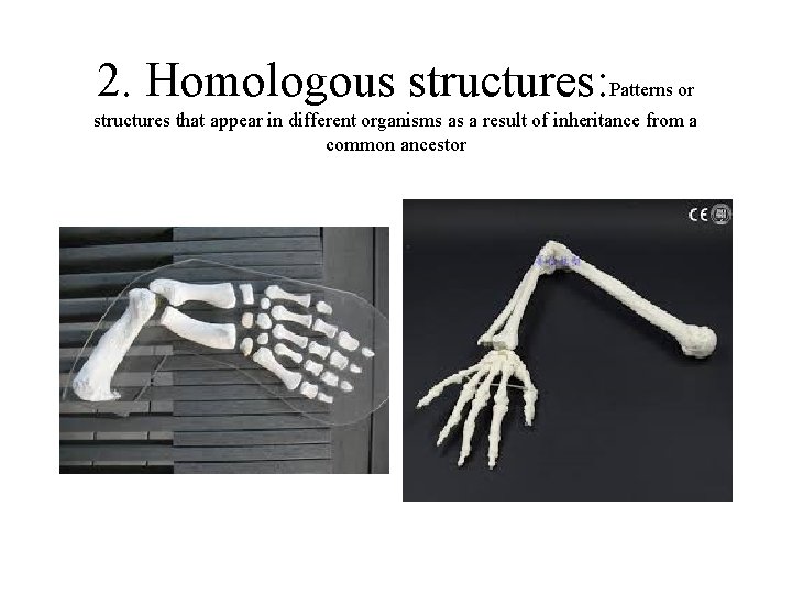 2. Homologous structures: Patterns or structures that appear in different organisms as a result