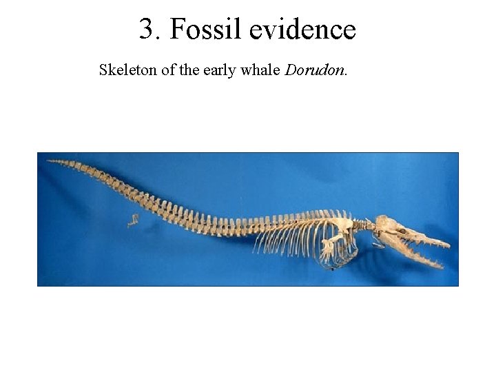 3. Fossil evidence Skeleton of the early whale Dorudon. 