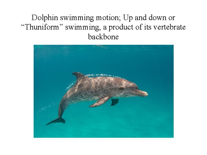 Dolphin swimming motion; Up and down or “Thuniform” swimming, a product of its vertebrate