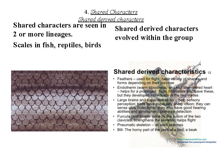 4. Shared Characters Shared derived characters Shared characters are seen in 2 or more