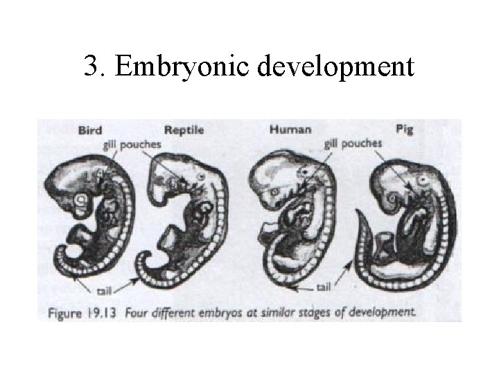 3. Embryonic development 
