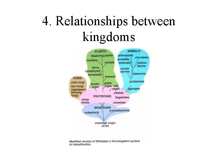 4. Relationships between kingdoms 