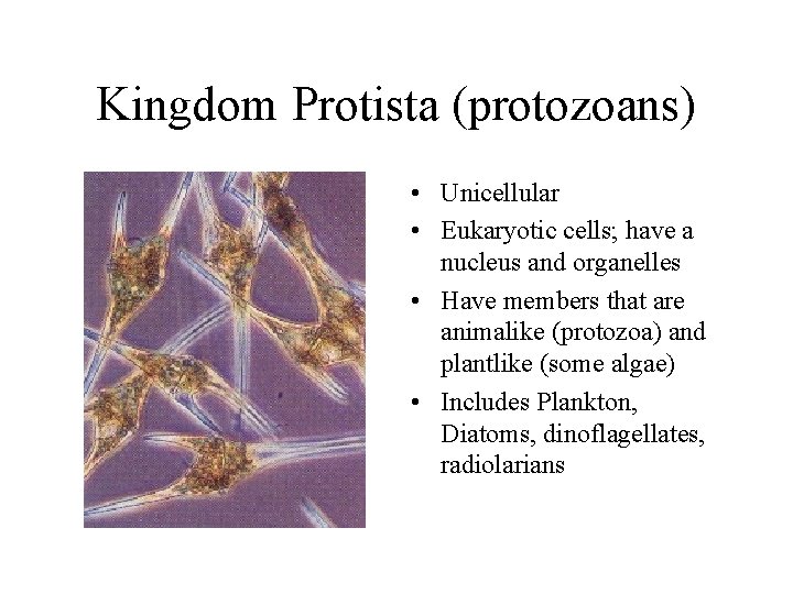 Kingdom Protista (protozoans) • Unicellular • Eukaryotic cells; have a nucleus and organelles •