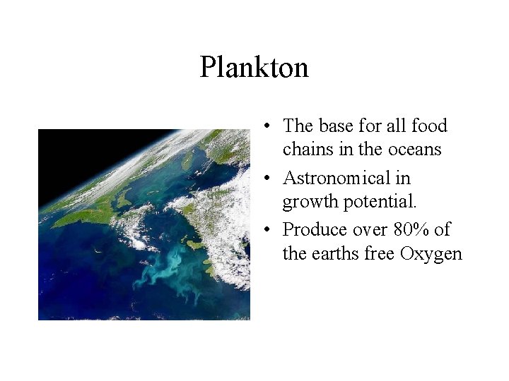 Plankton • The base for all food chains in the oceans • Astronomical in