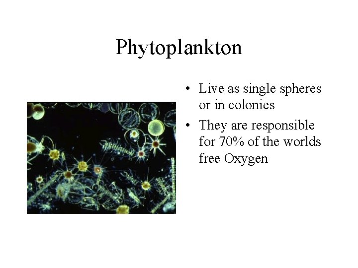 Phytoplankton • Live as single spheres or in colonies • They are responsible for