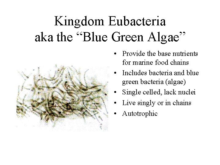 Kingdom Eubacteria aka the “Blue Green Algae” • Provide the base nutrients for marine