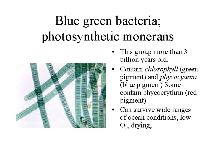 Blue green bacteria; photosynthetic monerans • This group more than 3 billion years old.