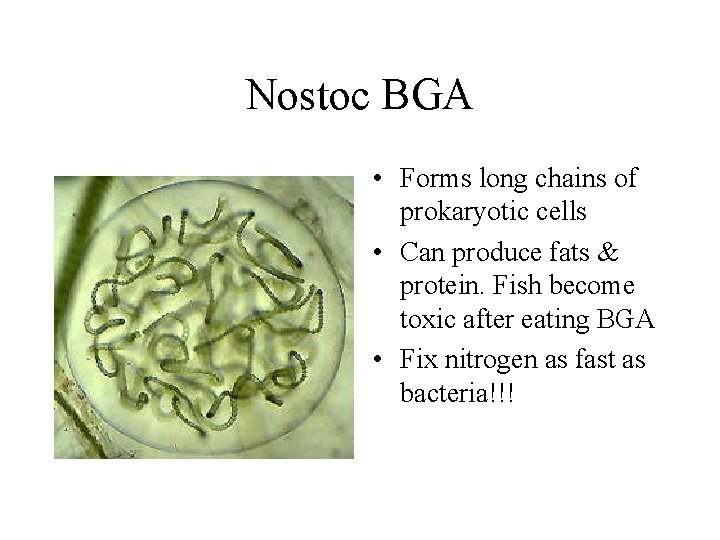 Nostoc BGA • Forms long chains of prokaryotic cells • Can produce fats &