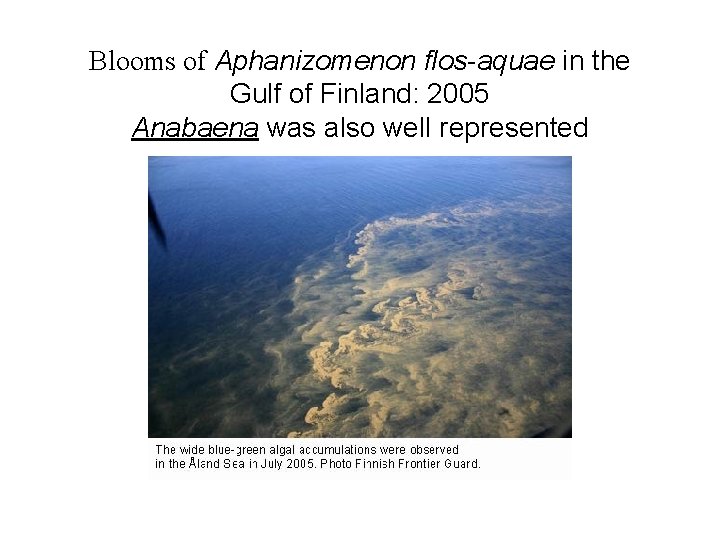 Blooms of Aphanizomenon flos-aquae in the Gulf of Finland: 2005 Anabaena was also well