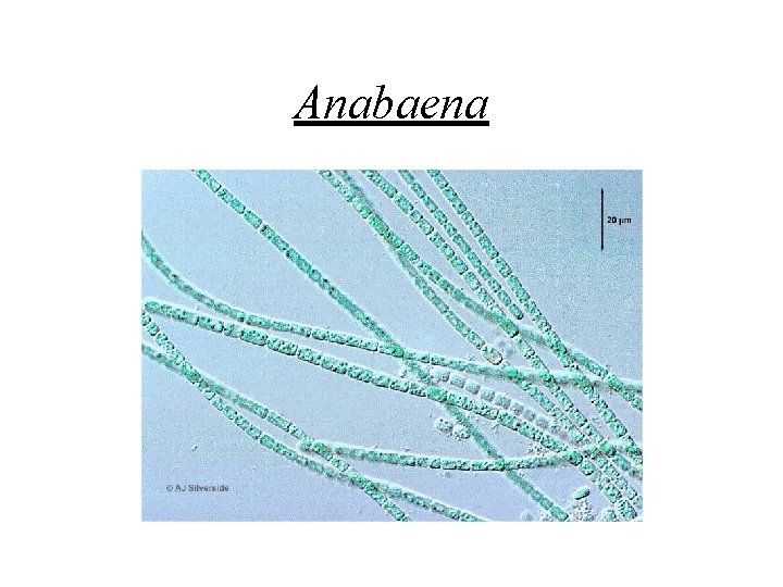 Anabaena 