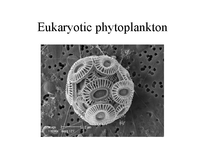 Eukaryotic phytoplankton 