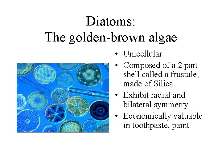 Diatoms: The golden-brown algae • Unicellular • Composed of a 2 part shell called