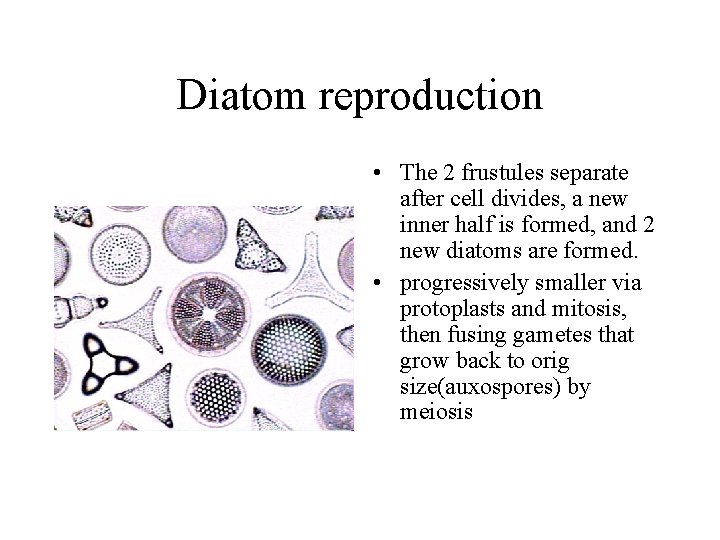 Diatom reproduction • The 2 frustules separate after cell divides, a new inner half