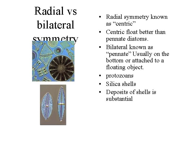 Radial vs bilateral symmetry • Radial symmetry known as “centric” • Centric float better