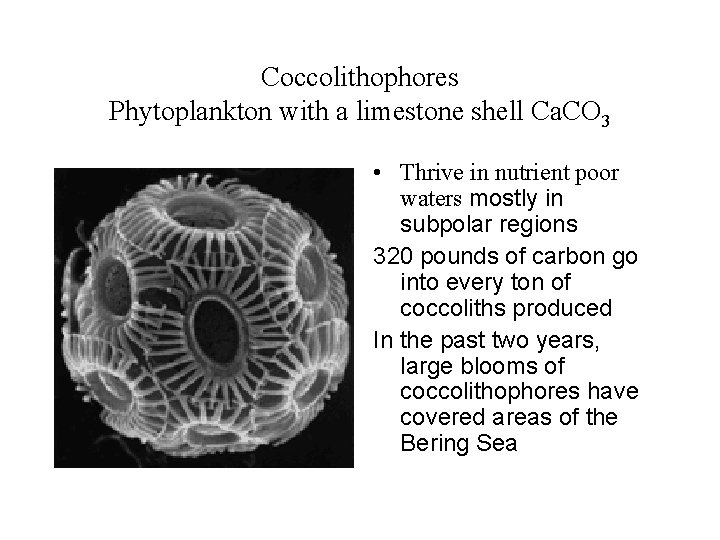 Coccolithophores Phytoplankton with a limestone shell Ca. CO 3 • Thrive in nutrient poor