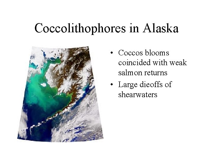 Coccolithophores in Alaska • Coccos blooms coincided with weak salmon returns • Large dieoffs