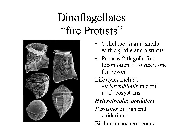 Dinoflagellates “fire Protists” • Cellulose (sugar) shells with a girdle and a sulcus •