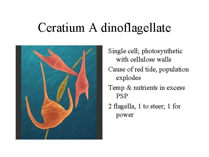 Ceratium A dinoflagellate Single cell; photosynthetic with cellulose walls Cause of red tide, population