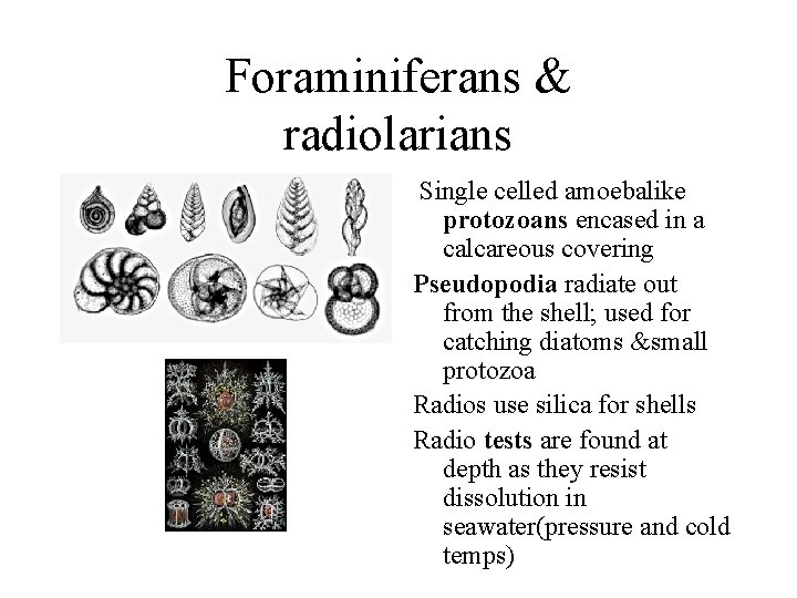 Foraminiferans & radiolarians Single celled amoebalike protozoans encased in a calcareous covering Pseudopodia radiate