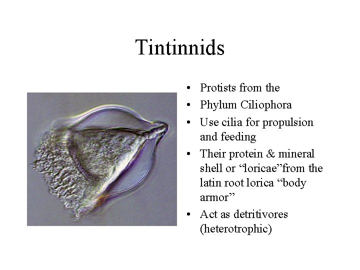 Tintinnids • Protists from the • Phylum Ciliophora • Use cilia for propulsion and