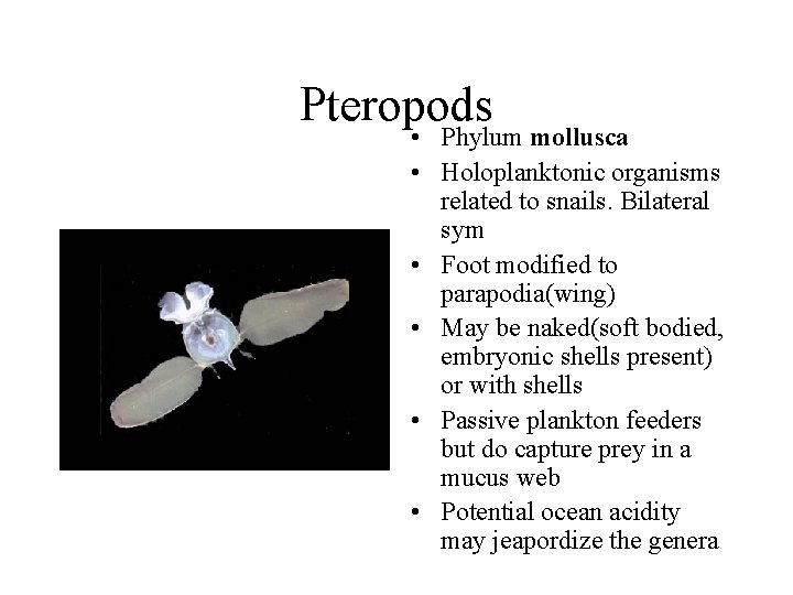 Pteropods • Phylum mollusca • Holoplanktonic organisms related to snails. Bilateral sym • Foot
