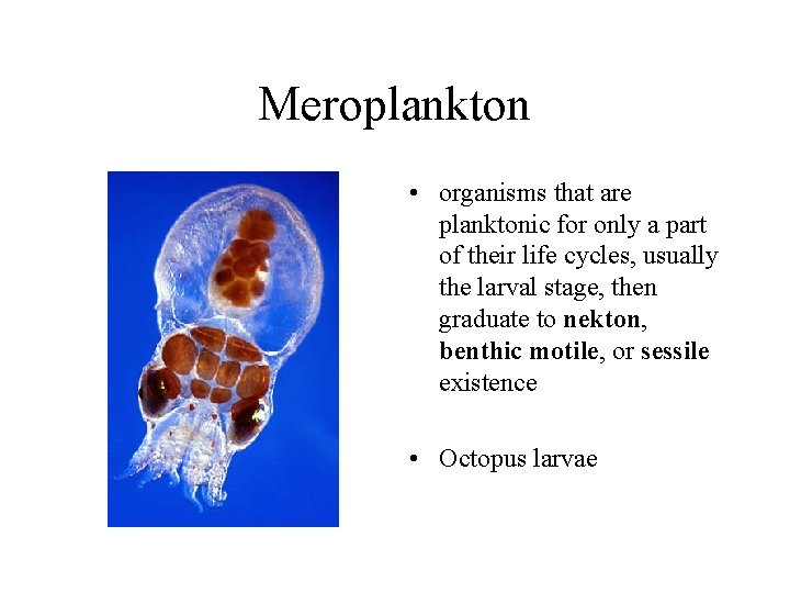 Meroplankton • organisms that are planktonic for only a part of their life cycles,