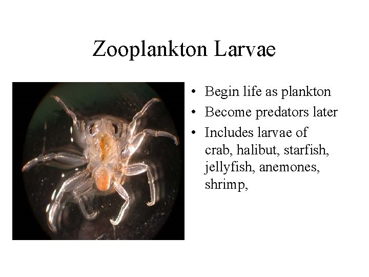 Zooplankton Larvae • Begin life as plankton • Become predators later • Includes larvae