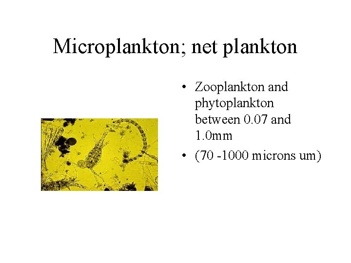 Microplankton; net plankton • Zooplankton and phytoplankton between 0. 07 and 1. 0 mm