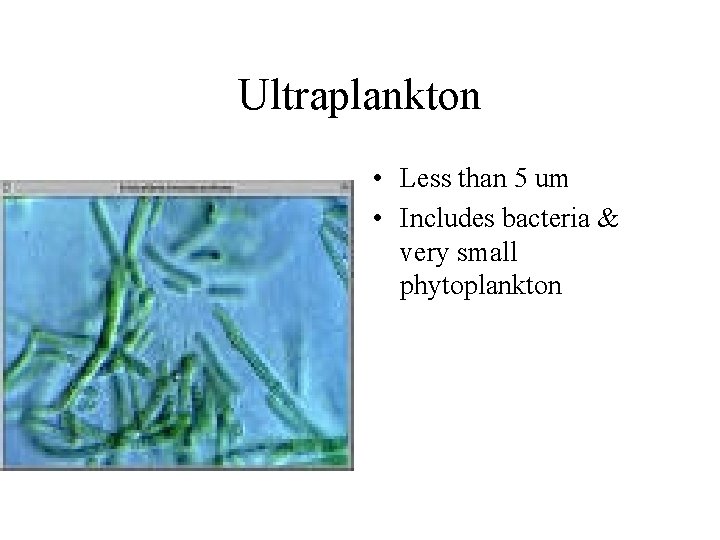 Ultraplankton • Less than 5 um • Includes bacteria & very small phytoplankton 