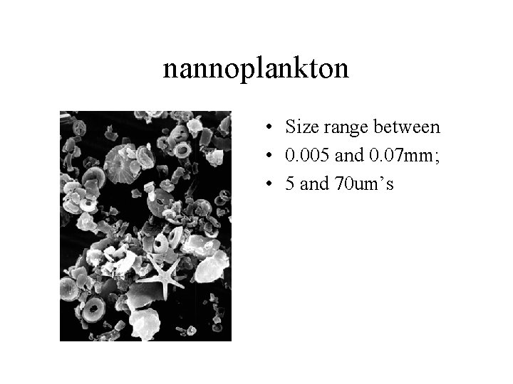 nannoplankton • Size range between • 0. 005 and 0. 07 mm; • 5