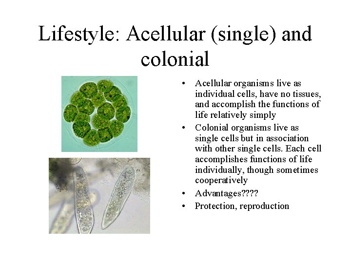 Lifestyle: Acellular (single) and colonial • Acellular organisms live as individual cells, have no