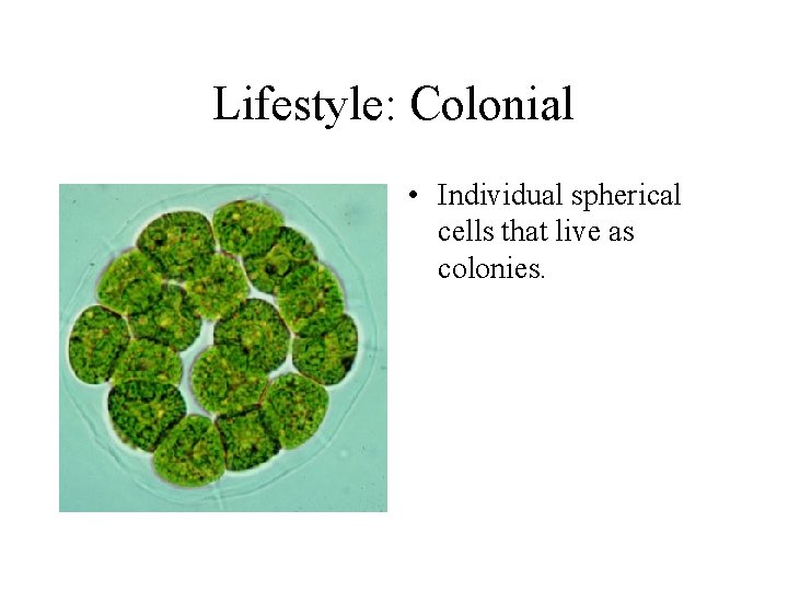 Lifestyle: Colonial • Individual spherical cells that live as colonies. 