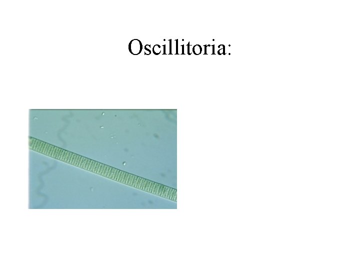 Oscillitoria: 