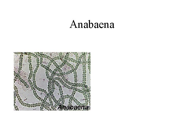 Anabaena 