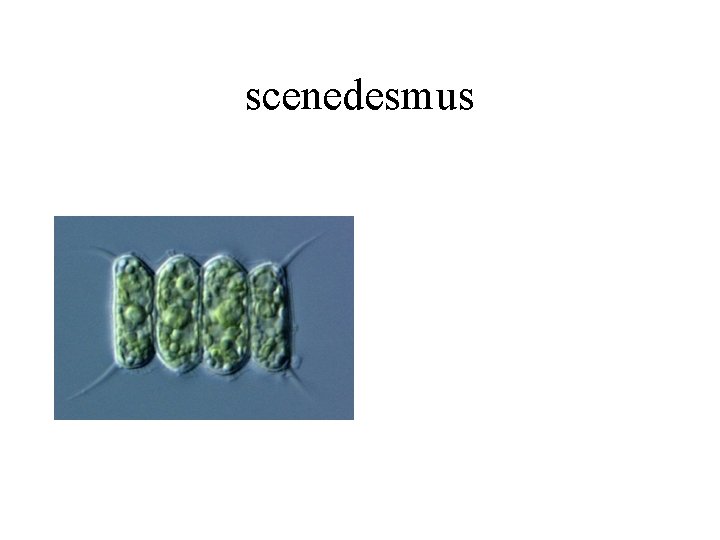 scenedesmus 