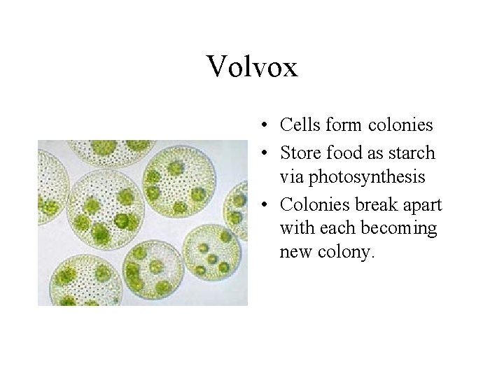 Volvox • Cells form colonies • Store food as starch via photosynthesis • Colonies