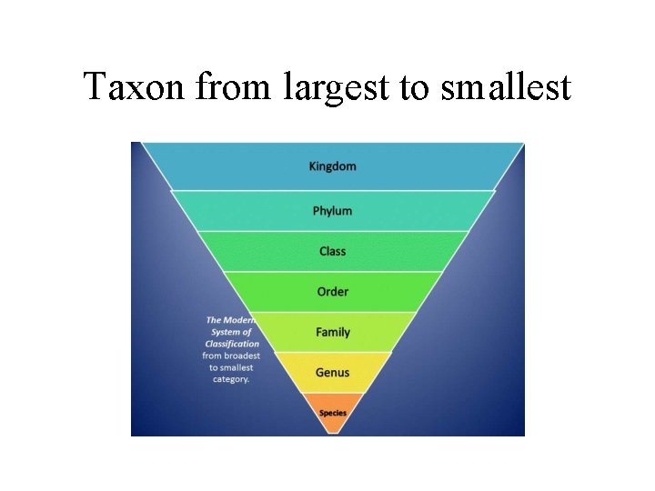 Taxon from largest to smallest 