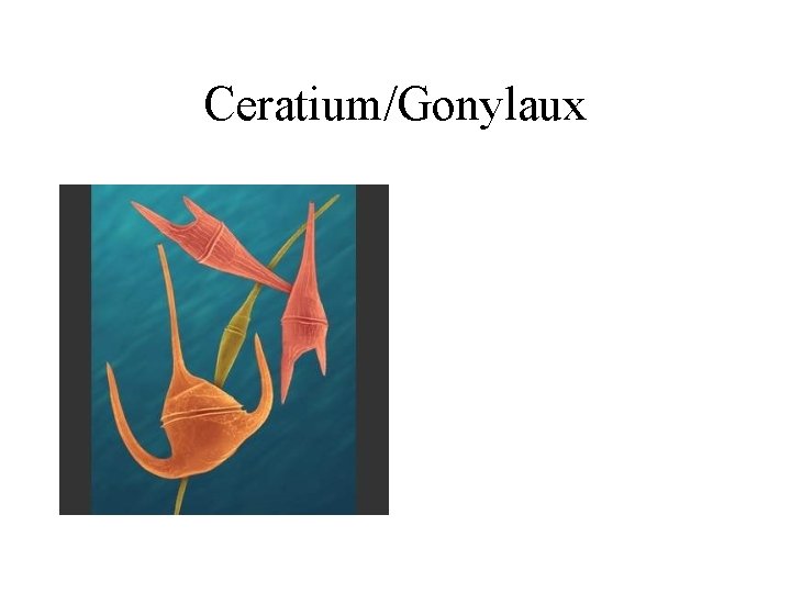 Ceratium/Gonylaux 