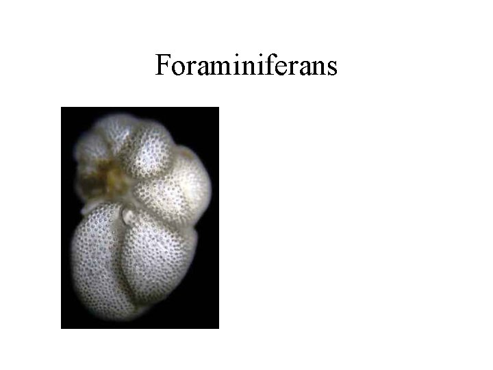 Foraminiferans 