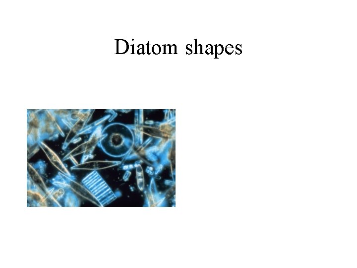 Diatom shapes 