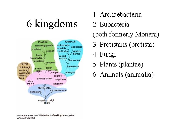 6 kingdoms 1. Archaebacteria 2. Eubacteria (both formerly Monera) 3. Protistans (protista) 4. Fungi