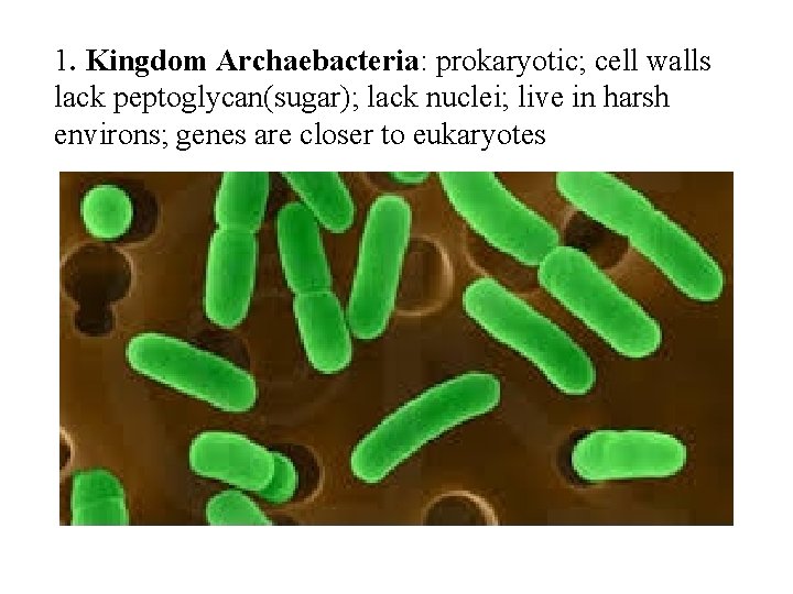 1. Kingdom Archaebacteria: prokaryotic; cell walls lack peptoglycan(sugar); lack nuclei; live in harsh environs;