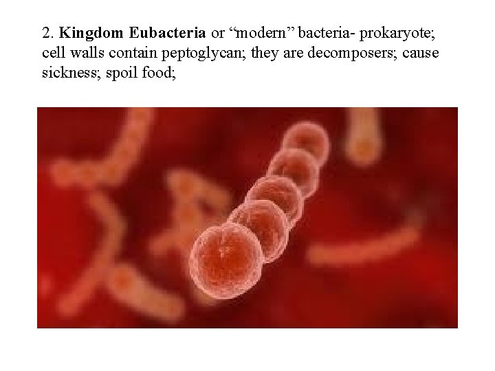 2. Kingdom Eubacteria or “modern” bacteria- prokaryote; cell walls contain peptoglycan; they are decomposers;